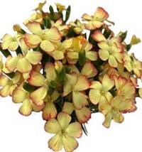 Гвоздика куст еллоу пудинг в Москве