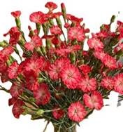 Гвоздика куст лав спаркл в Москве