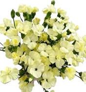 Гвоздика куст ронг ю в Москве