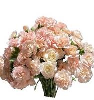 Гвоздика куст мисс юниверс в Москве