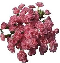 Гвоздика куст хаи тиан ксиа в Москве