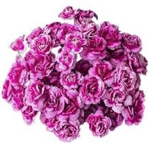 Гвоздика куст пепл фэшн принц в Москве