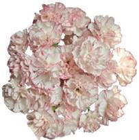 Гвоздика куст литл кэбедж в Москве