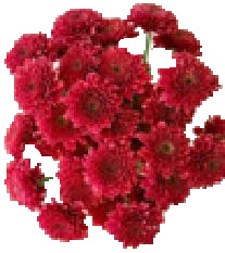 Хризантема куст сеи бруно ред в Москве