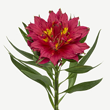 Альстромерия астронова капелла в Москве