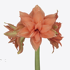 Амариллис махровый флэмейзинг мэджести в Москве