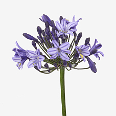 Агапантус эверпантус поппин стар в Москве