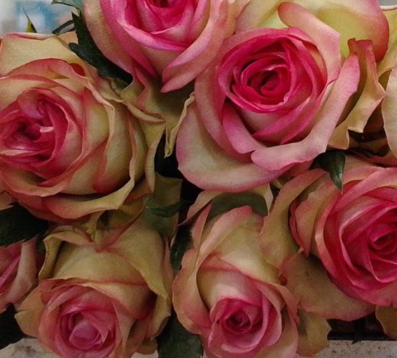 Роза однг блюс в Москве