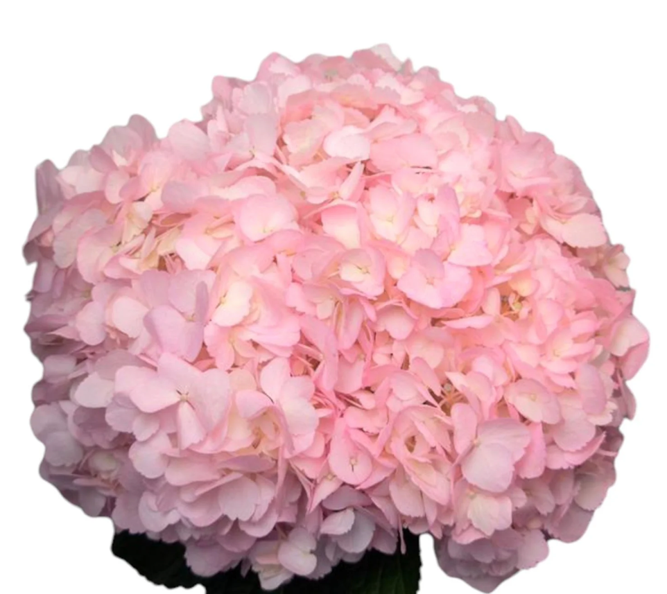 Hydrangea tinted premium delicate pink
