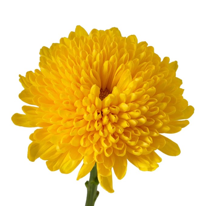 Chrysanthemum yolk