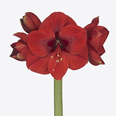 Амариллис примитиво в Москве