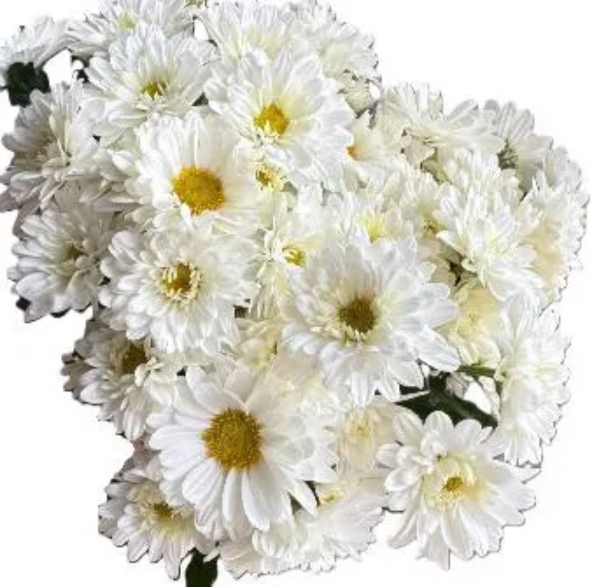 Хризантема куст грейс белая