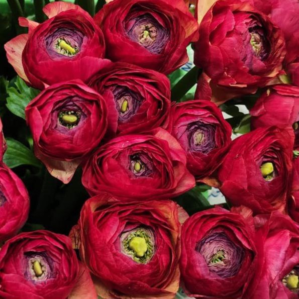 Ранункулус клуни винтаж в Москве