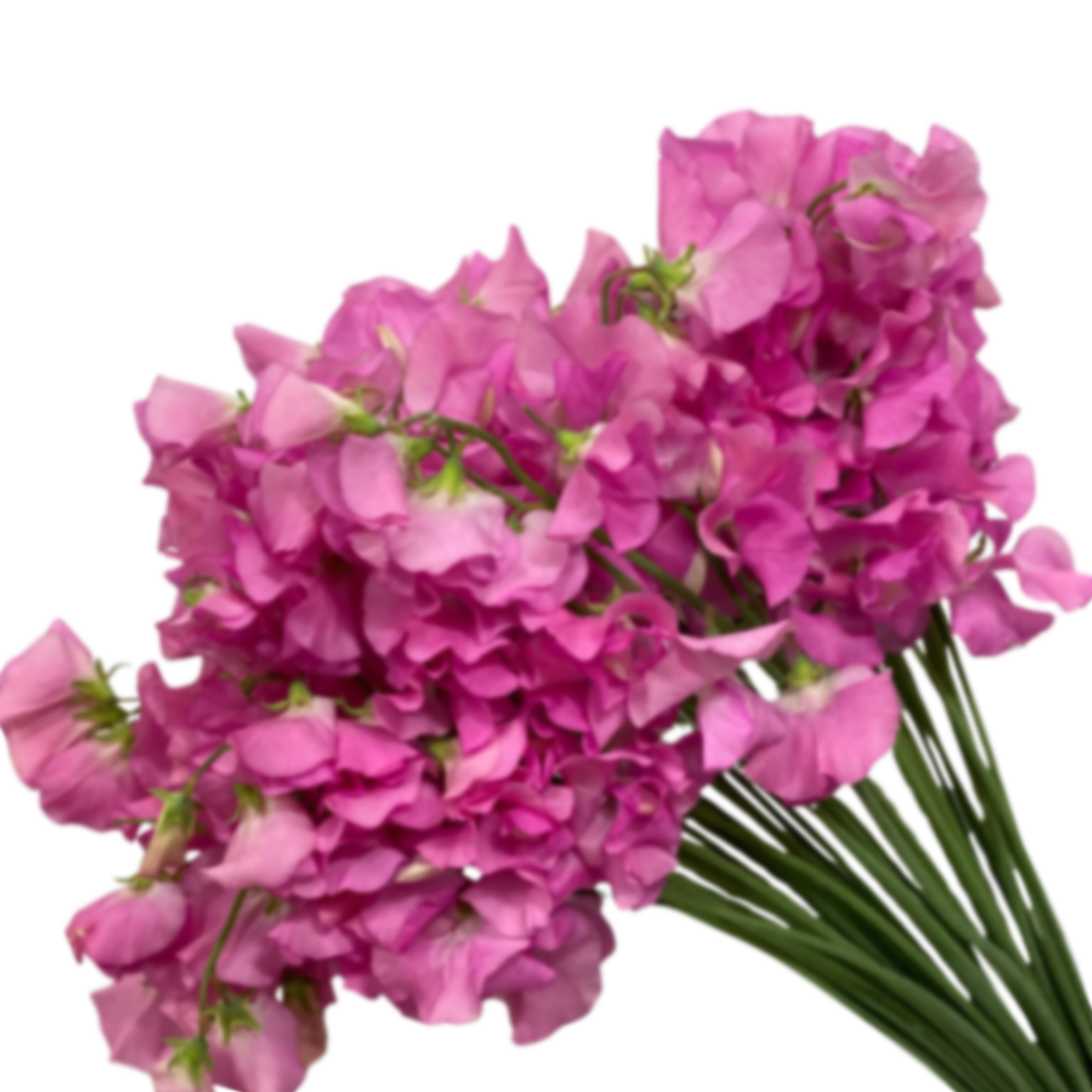 Латирус одоратус ринда в Москве