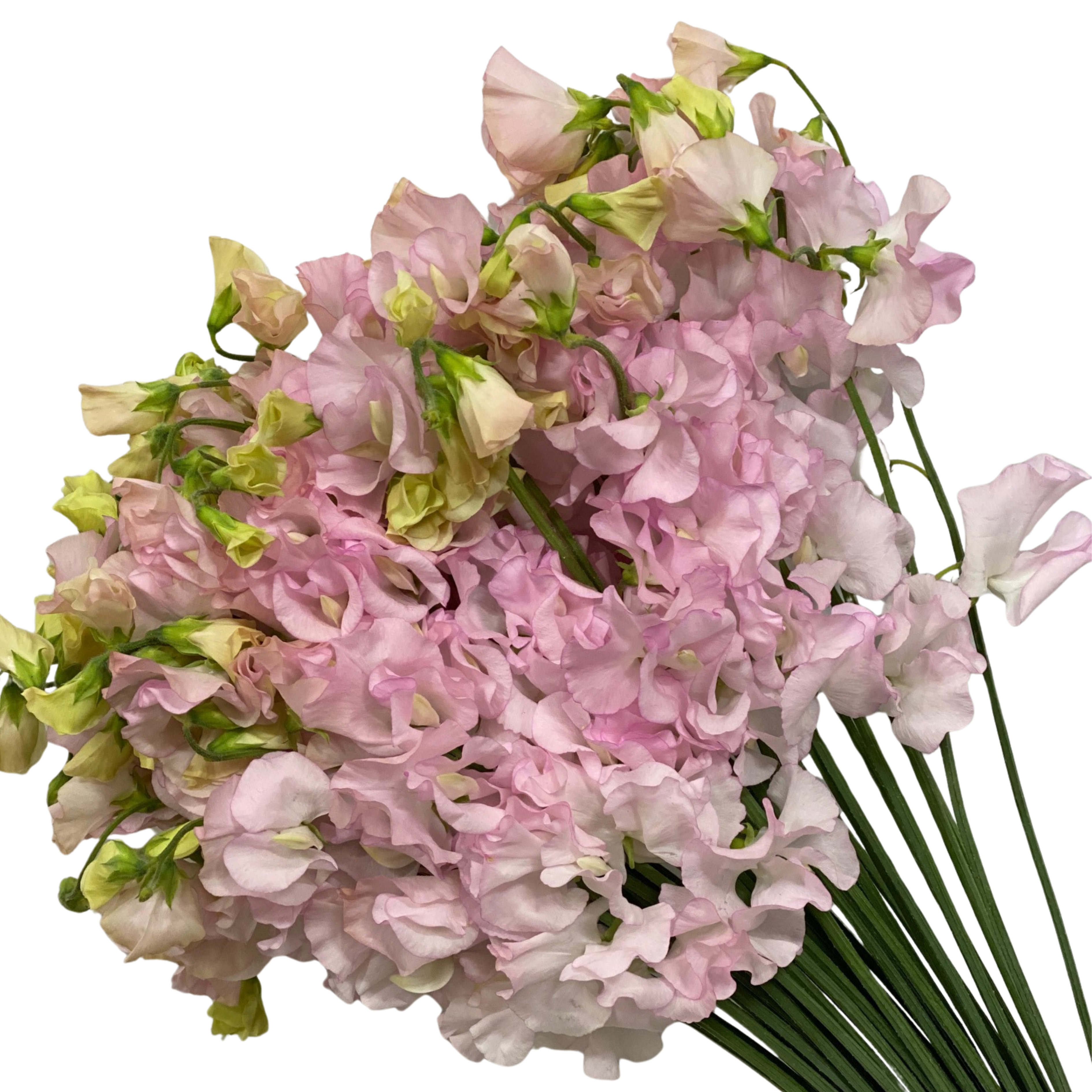 Латирус одоратус уолтц в Москве