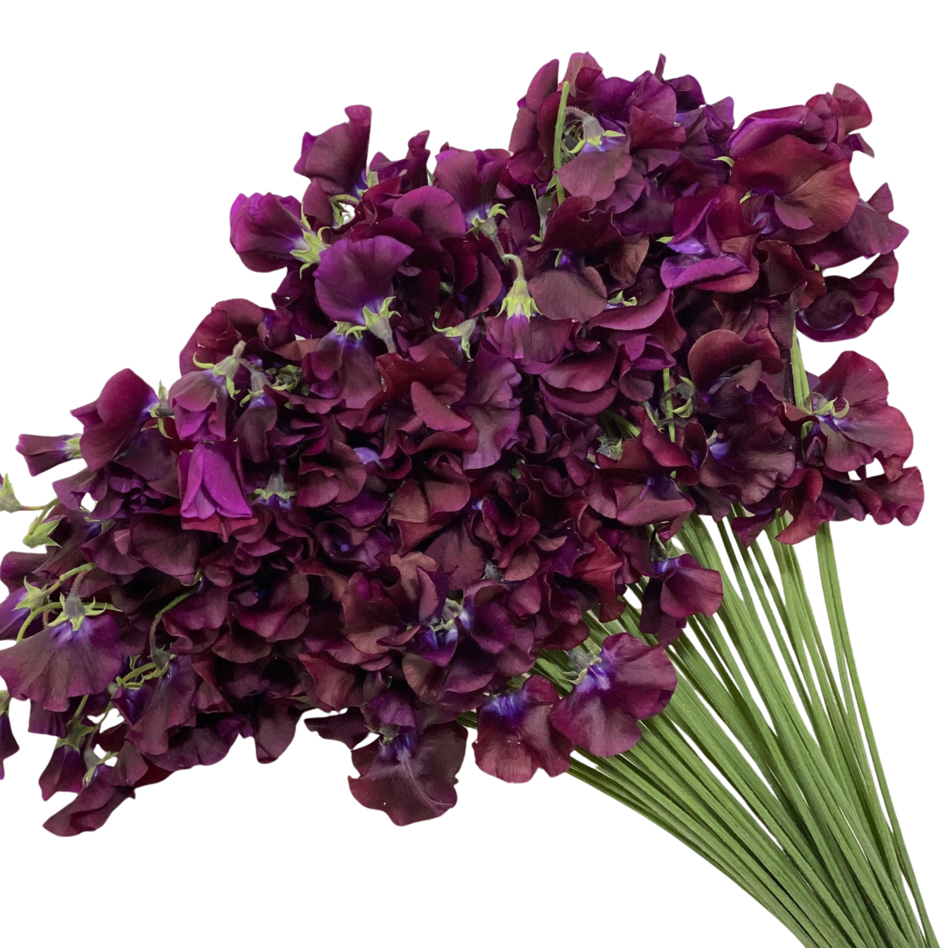 Латирус одоратус вайн в Москве