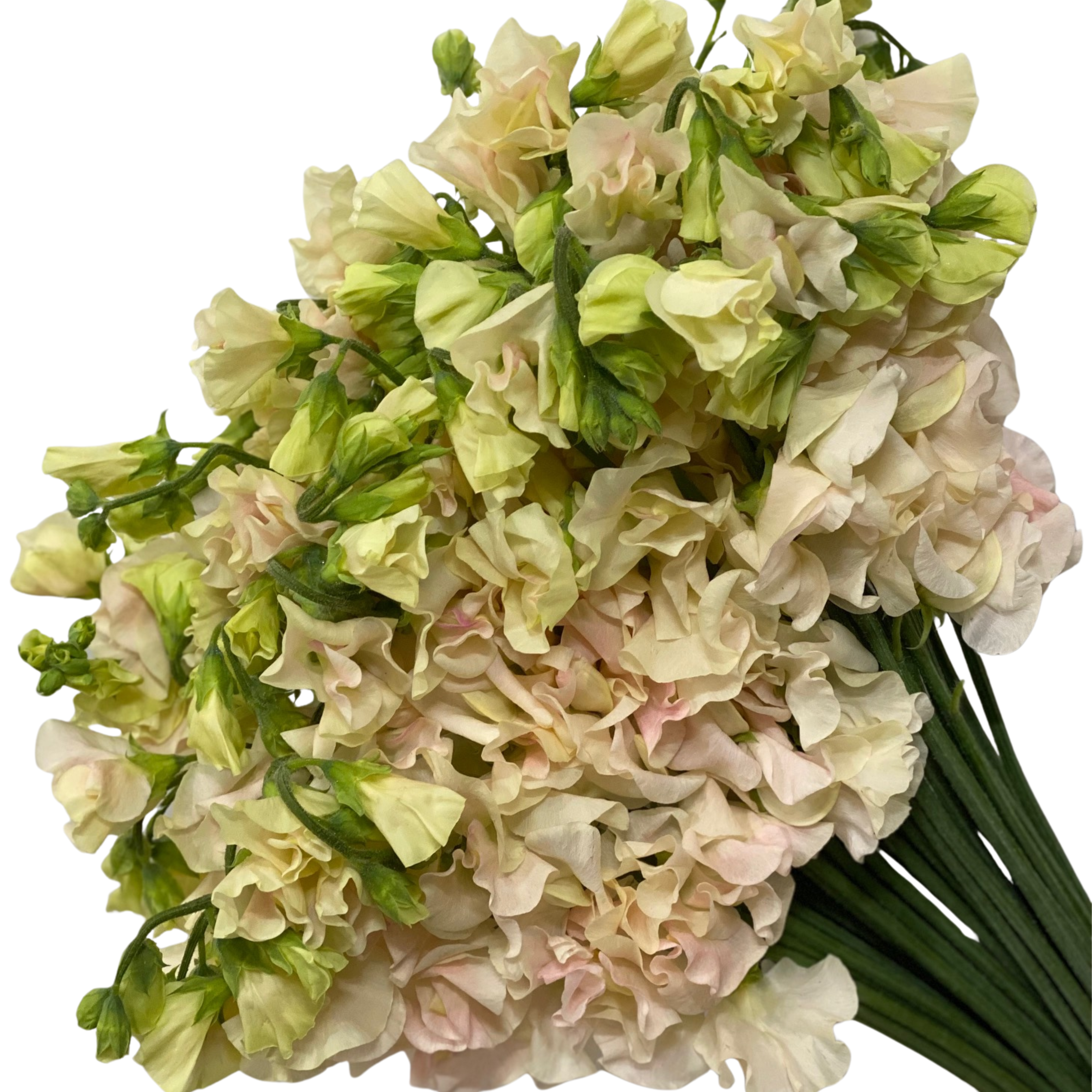 Латирус одоратус юмедзи в Москве