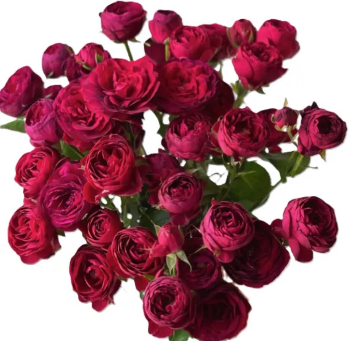 Роза куст ред вельвет