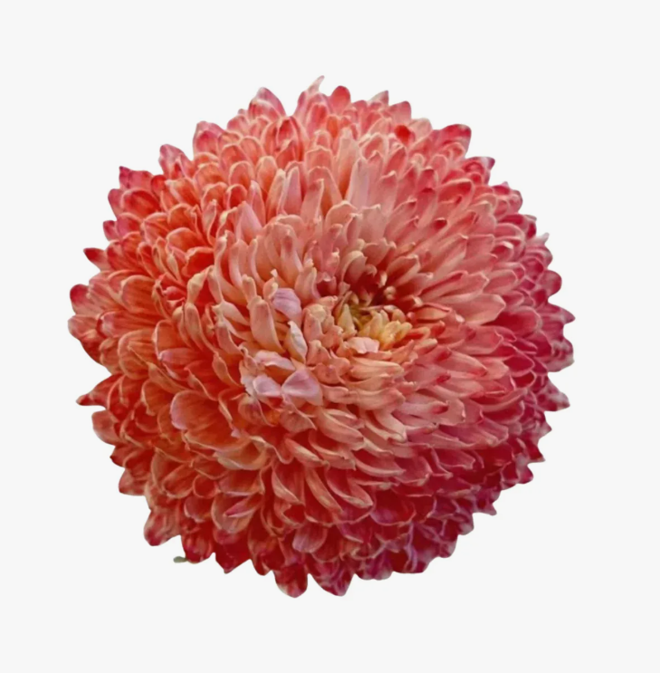 Хризантема однг ред пиони мам