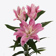 Лилия восточная махровая трентино в Москве