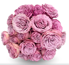 Роза куст чир ап