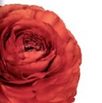 Ранункулус клуни корасон в Москве