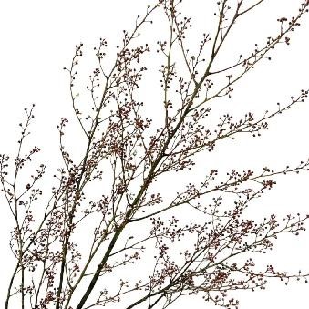 Ветки Литсея в Новосибирске