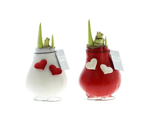 Декор луковица гиппеаструм в воске Лав харт в Санкт-Петербурге