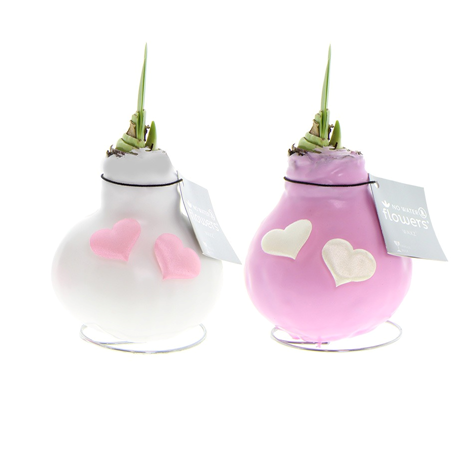 Декор луковица гиппеаструм в воске Лав харт роуз в Санкт-Петербурге