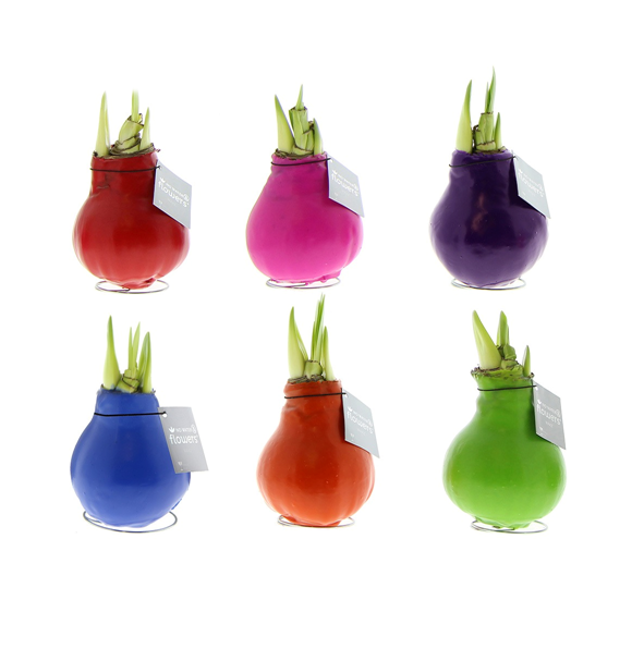 Декор луковица гиппеаструм в воске Хэппи Микс в Санкт-Петербурге