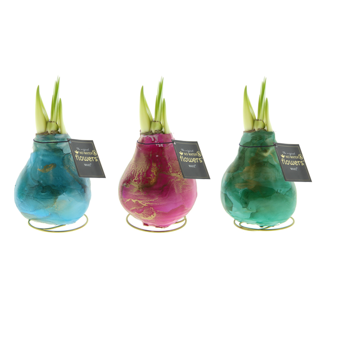 Декор луковица гиппеаструм в воске Универз Сатурнус в Санкт-Петербурге