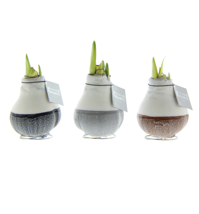 Декор луковица гиппеаструм в воске Дипз Натурал в Санкт-Петербурге