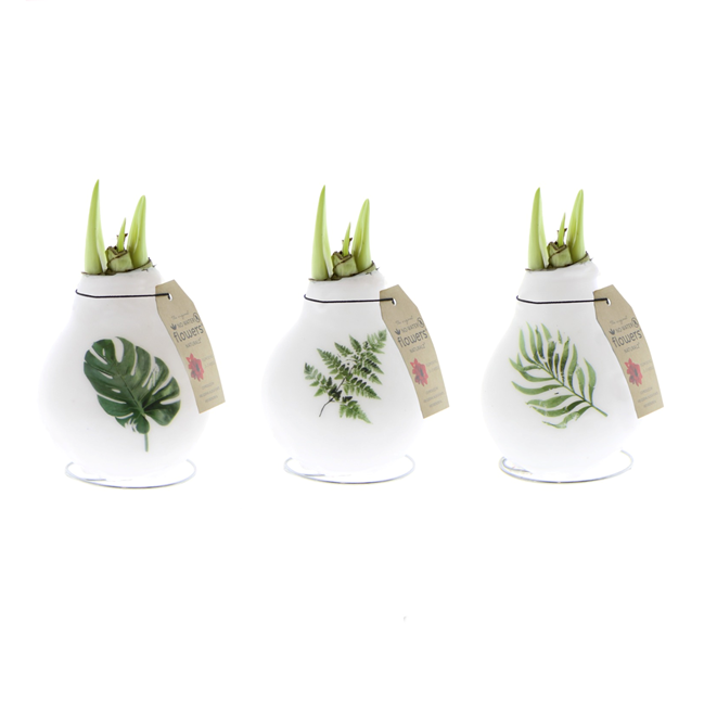 Декор луковица гиппеаструм в воске Ботаникал Микс в Санкт-Петербурге