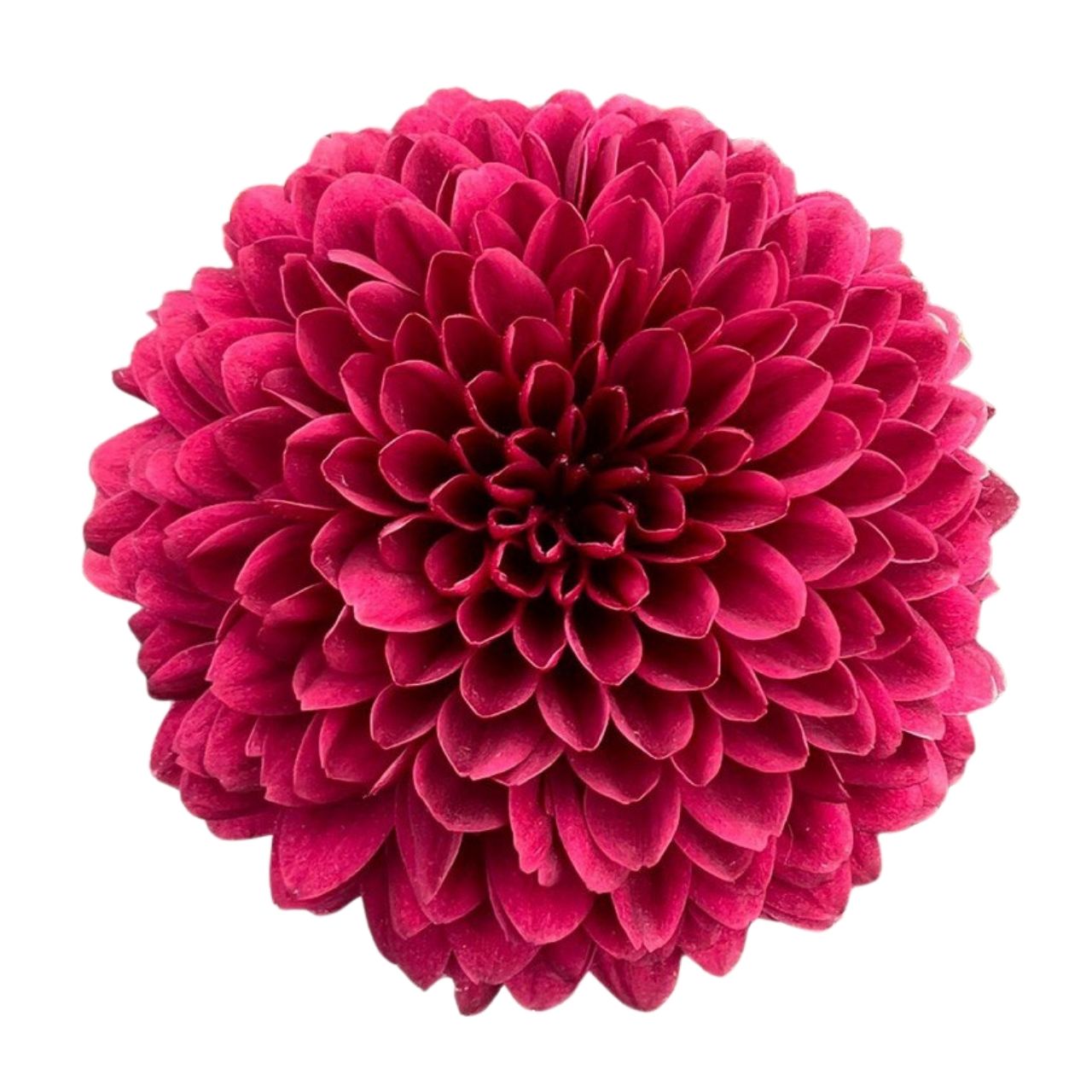 Хризантема однг тестароса в Новосибирске