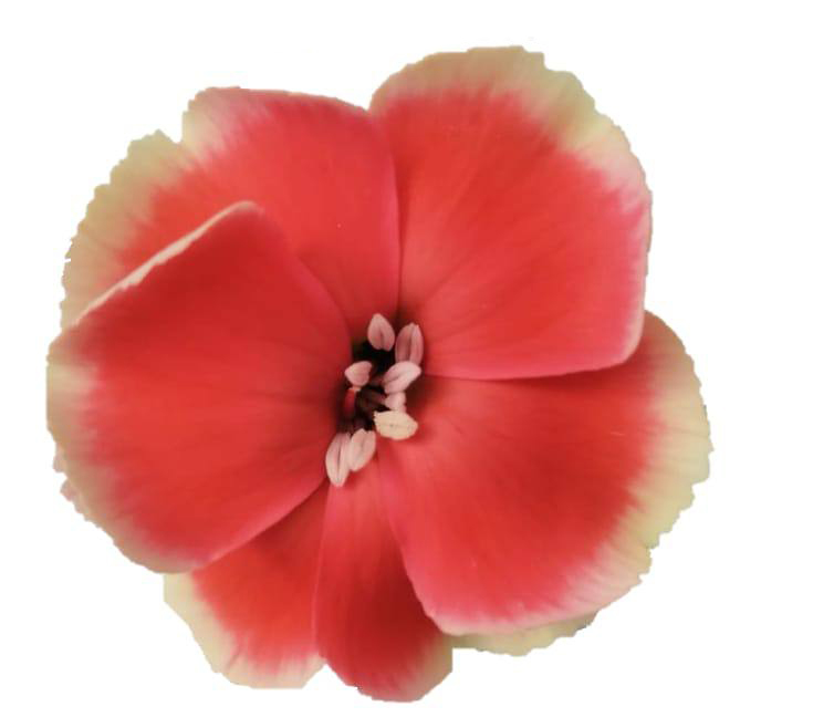 Гвоздика куст соломио симпли бьюти в Новосибирске