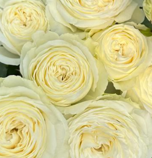 Роза куст сноуи трендсеттер в Москве