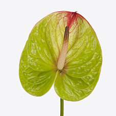 Антуриум абсолют в Новосибирске