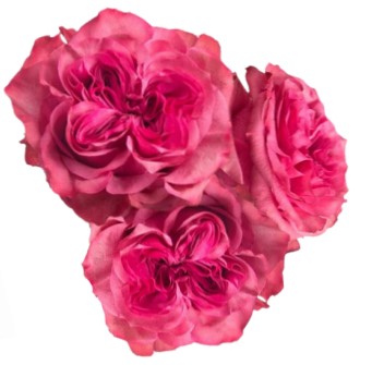 Роза однг блю вижн в Москве