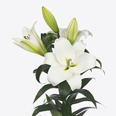 Лилия от-гибрид ле пристин в Новосибирске