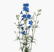 Дельфиниум крупноцветковый морфо гранд блу в Новосибирске