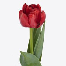 Тюльпан махровый олд фейтфул в Новосибирске