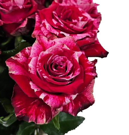 Роза однг ред шторм в Москве