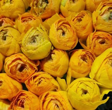 Ранункулус клуни гарфилд в Москве