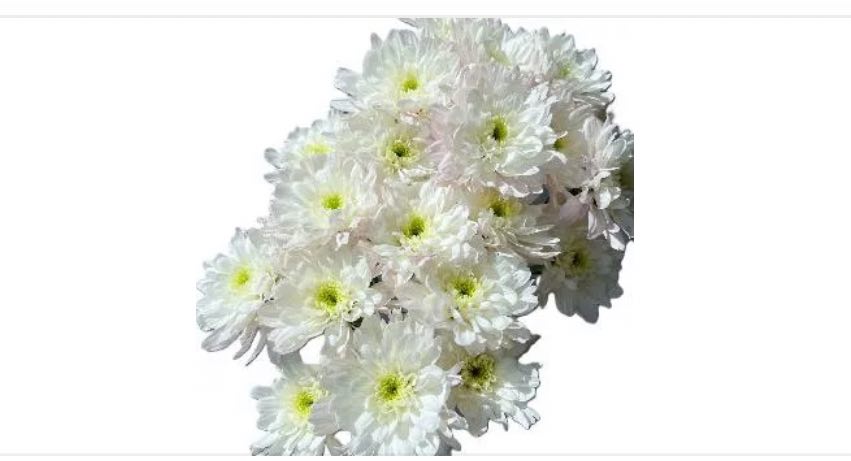 Хризантема куст парадиз вайт в Москве
