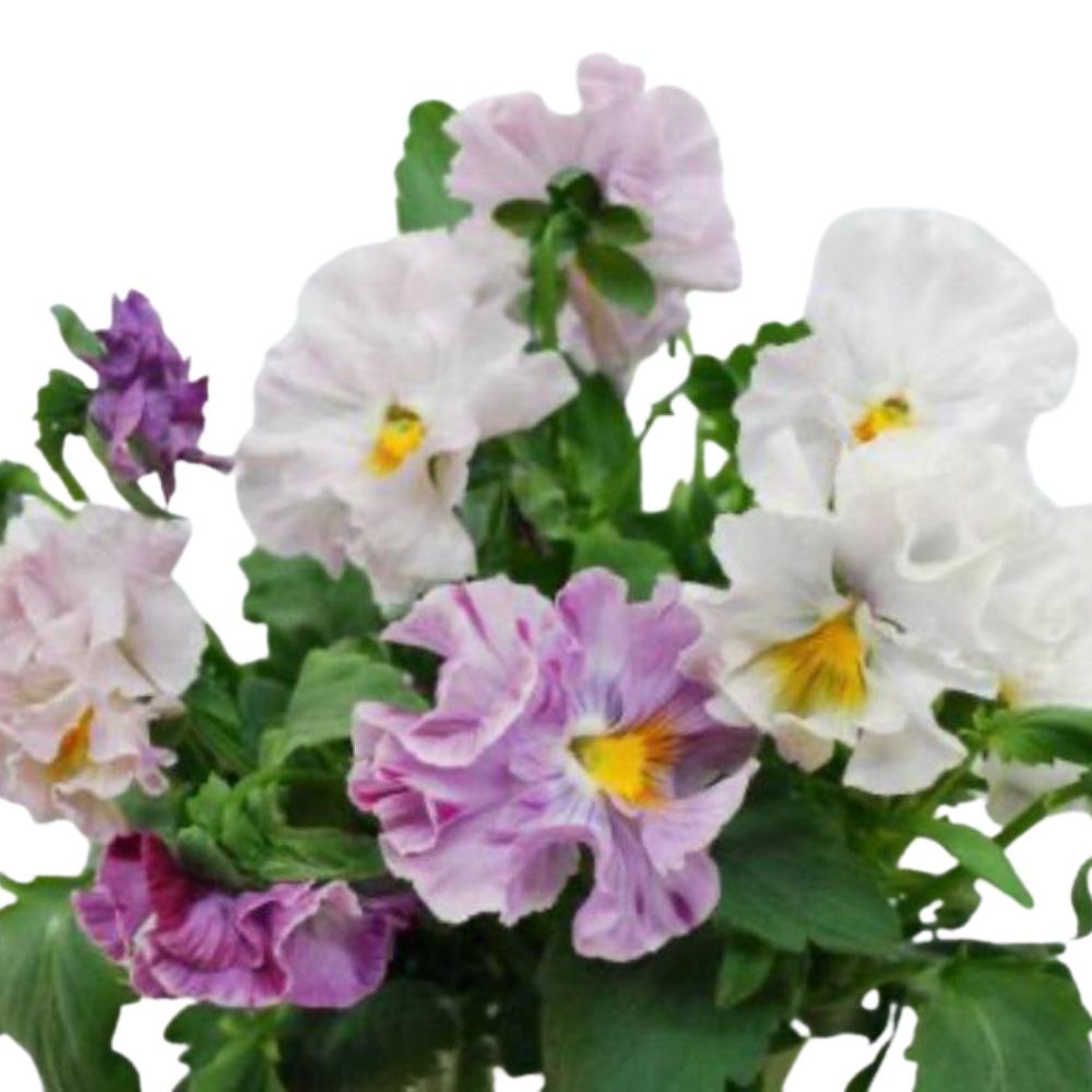 Виола хару урара в Москве