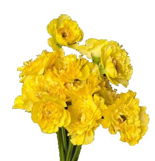 Ранункулус азиатский шарлотта еллоу в Новосибирске