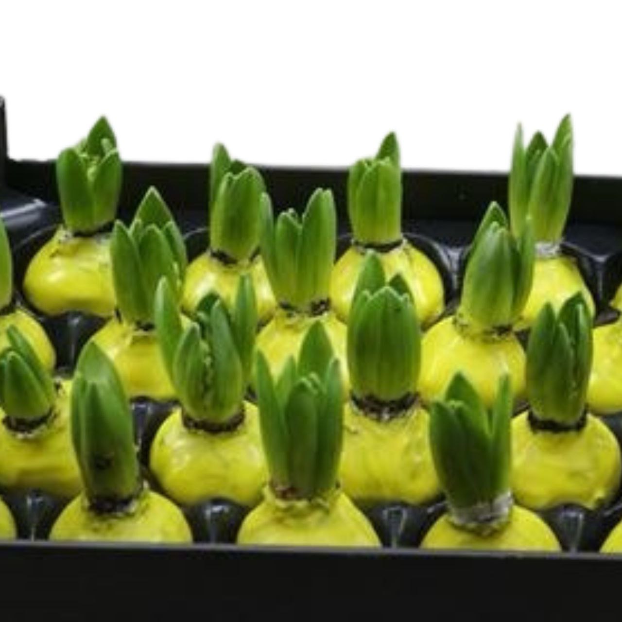 Декор луковица гиацинта в воске желтая в Новосибирске