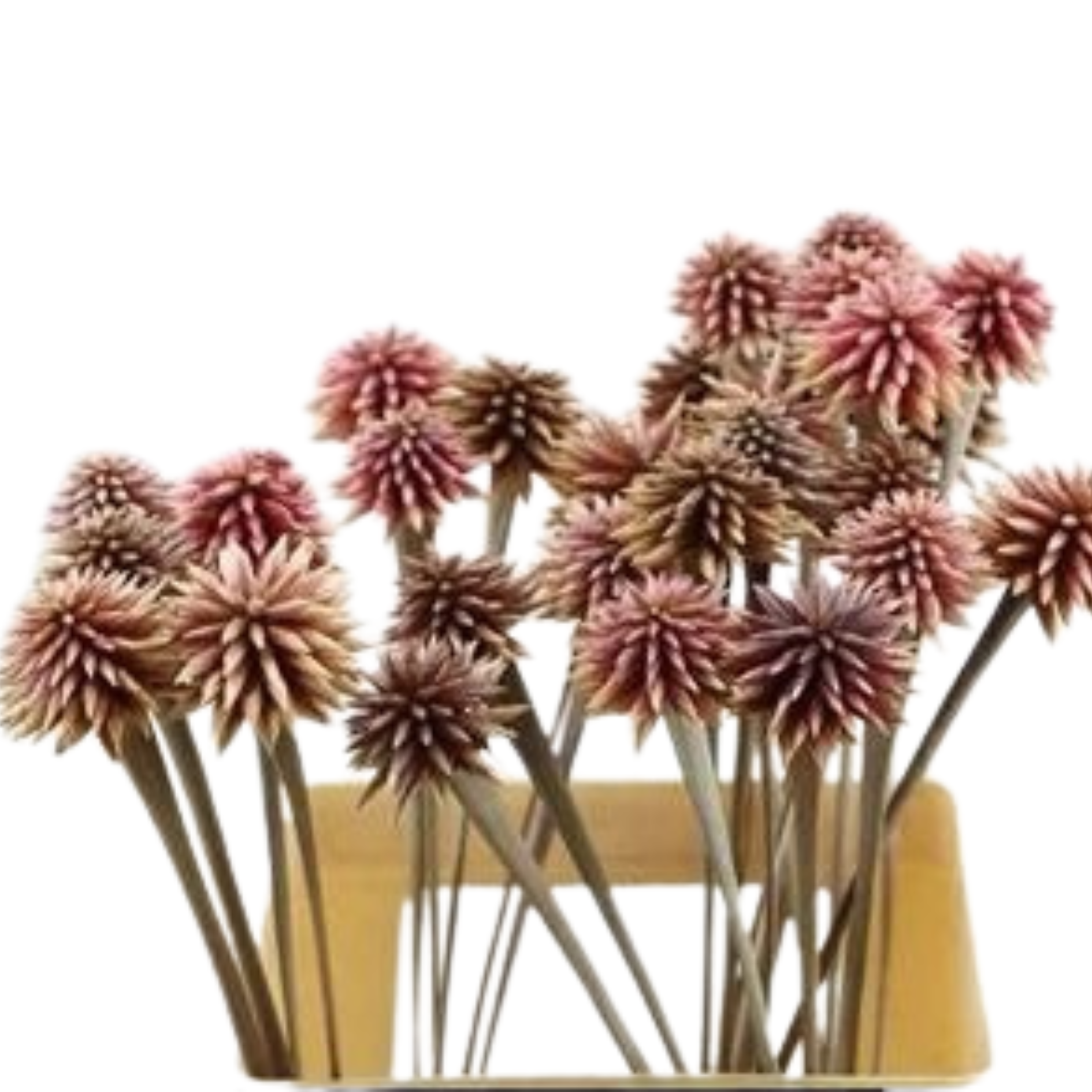 Шеноцефалиум инрида олд пинк в Москве