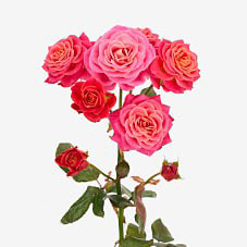 Роза куст армель в Новосибирске