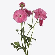 Ранункулус меджикал делайт в Москве